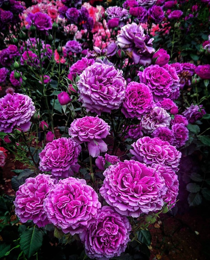 Roses