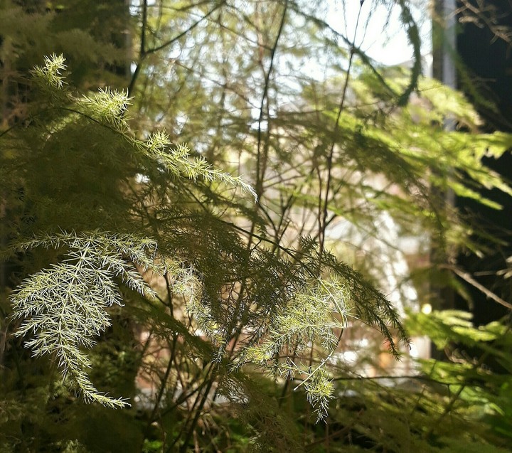#tree #green #nature
