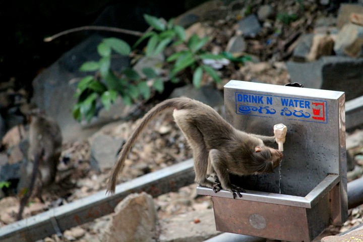 monkey drinking water