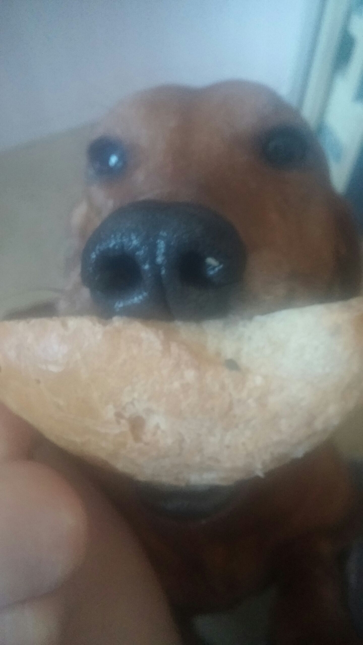 dog's smile