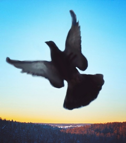 pigeon