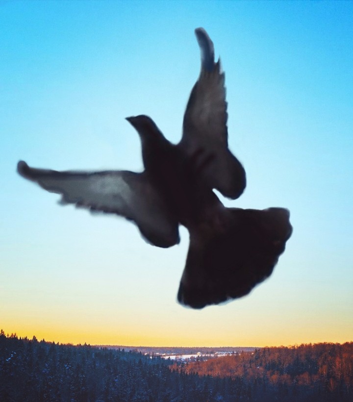 pigeon