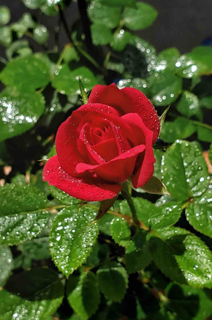 baby rose