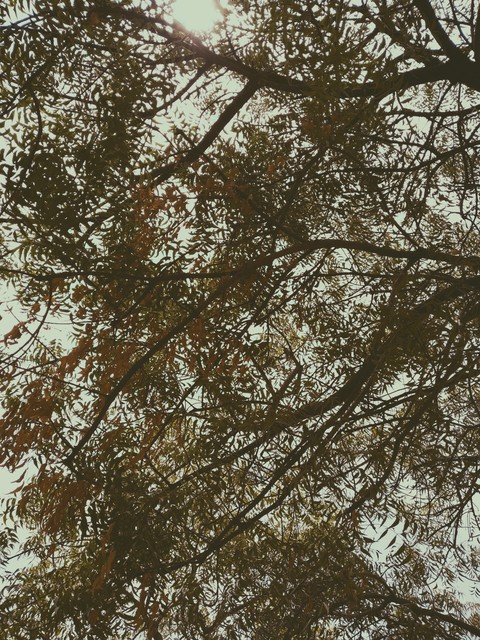 sky with tree