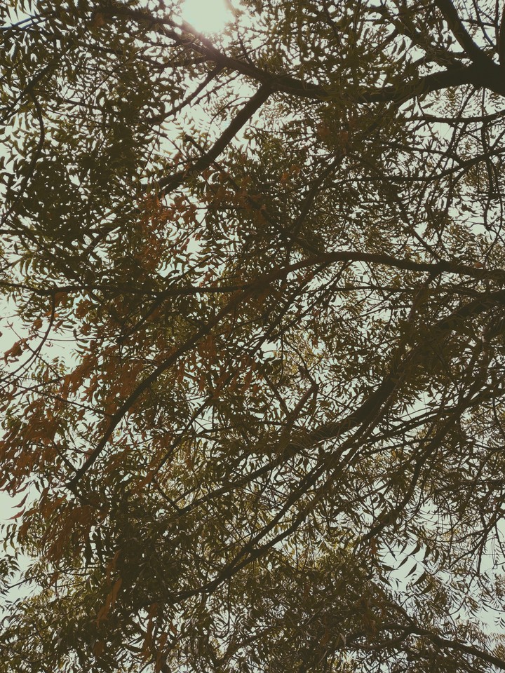 sky with tree