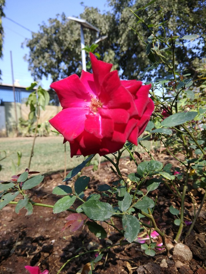 rose