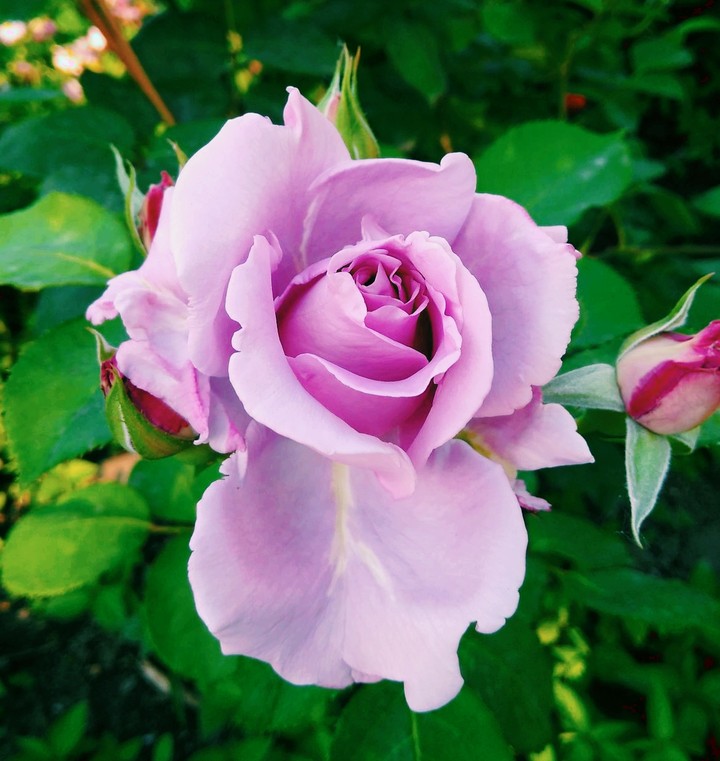 Beautiful rose