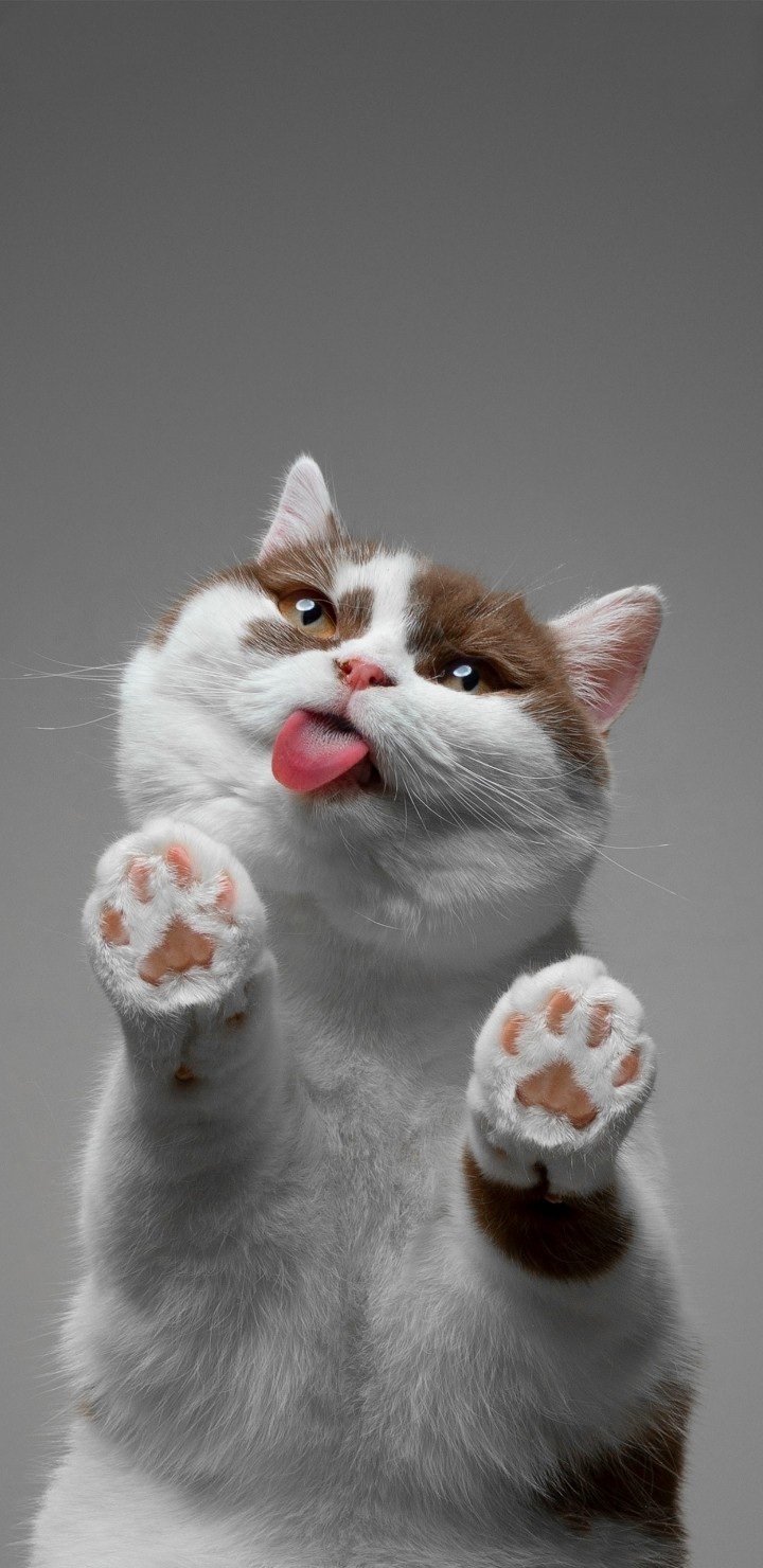 Cause Cat are❤