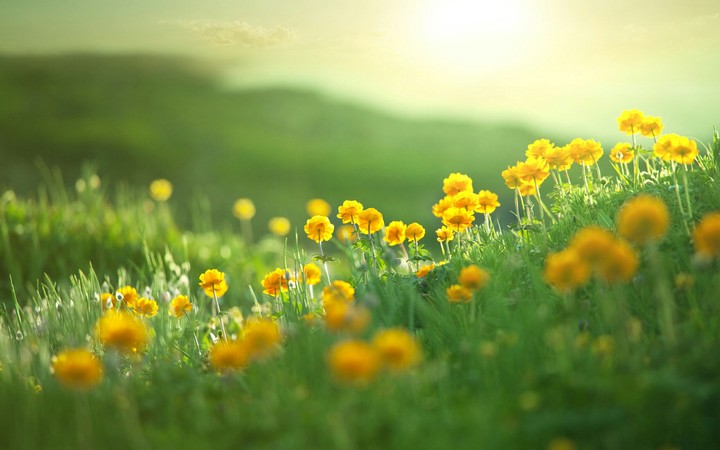 Dandelion