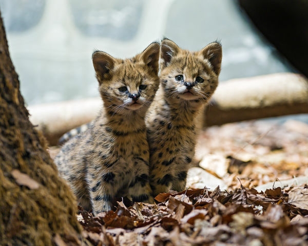 kittens