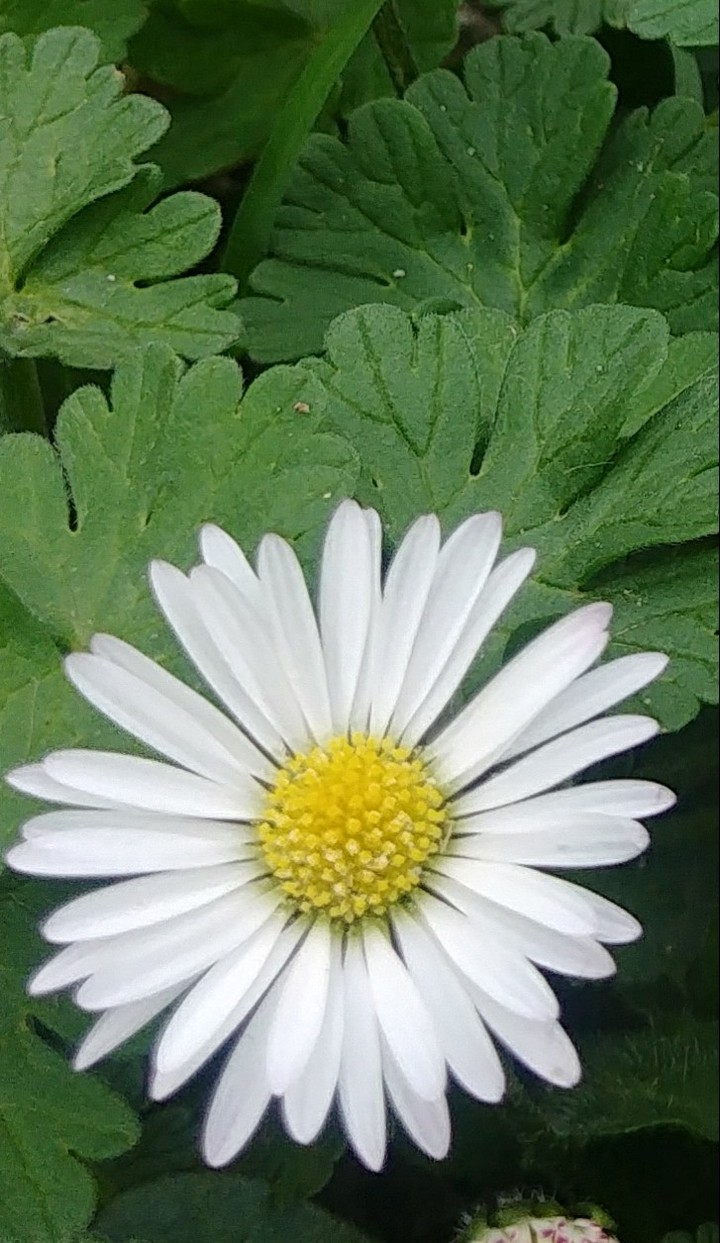 Daisy is a reason why