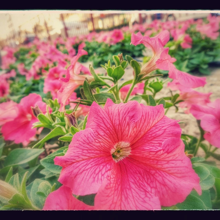 lovely flower