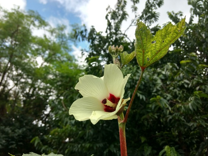 Lady Finger Flower...#