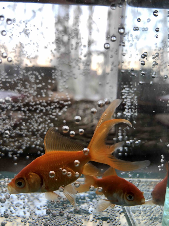 fish