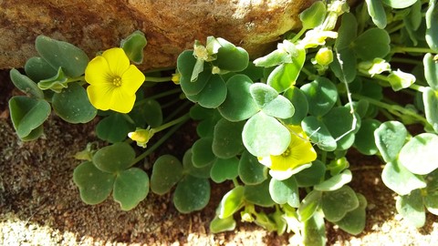 sfondi herb, plant