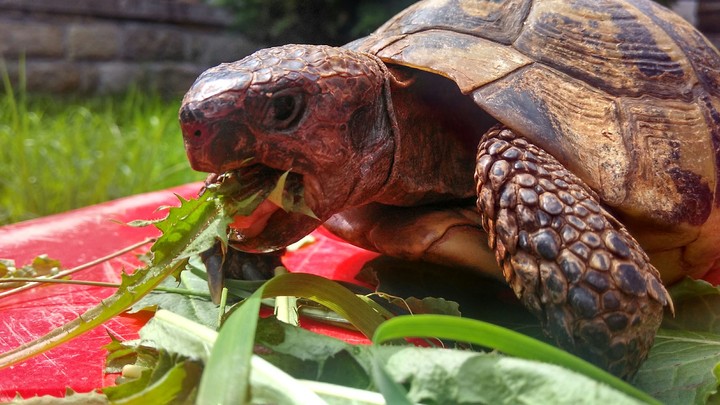 Turtle - Robin