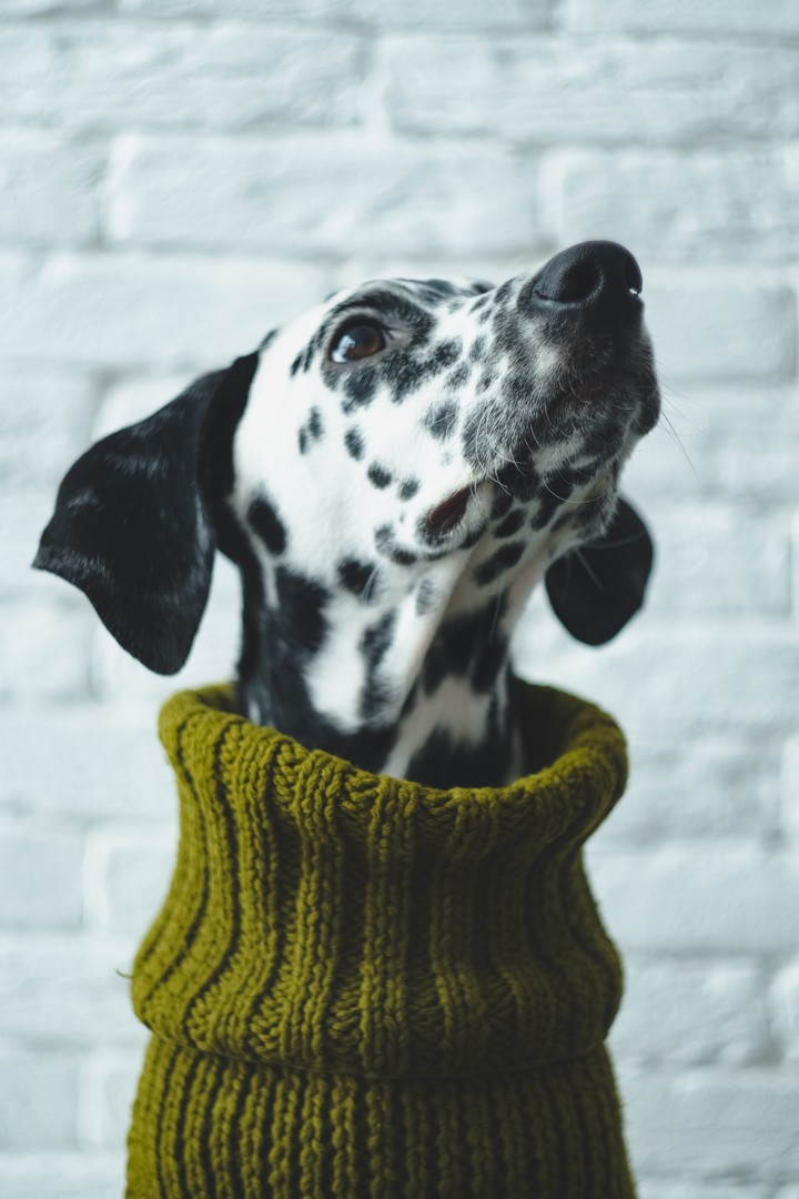dalmatian Oskar