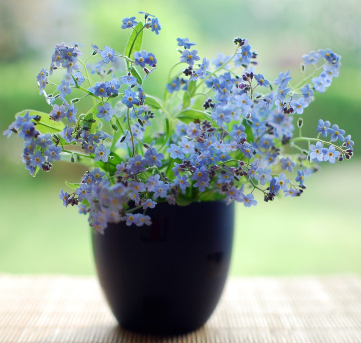 forget me not