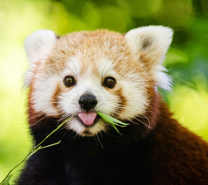 Cutiee