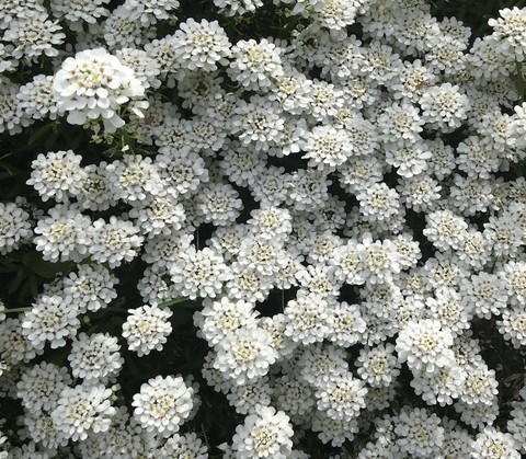 umbellifers, petal Hintergrundbilder