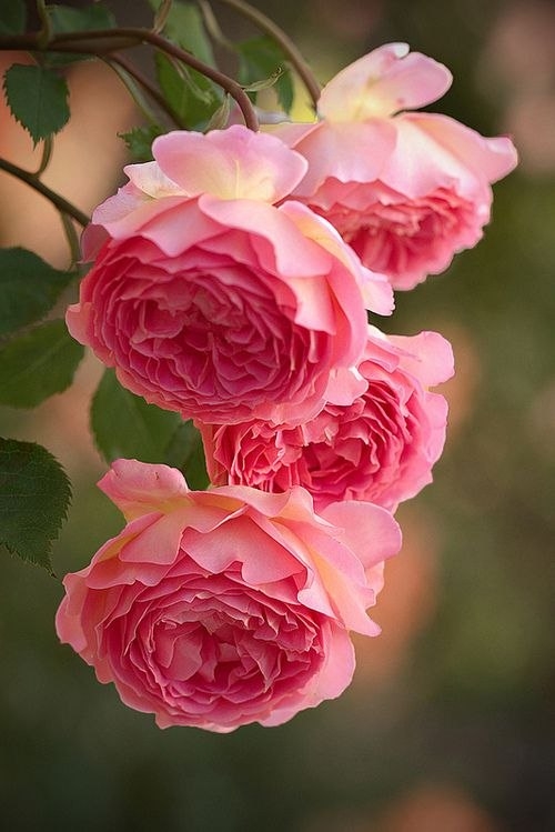 very beautefull flowers