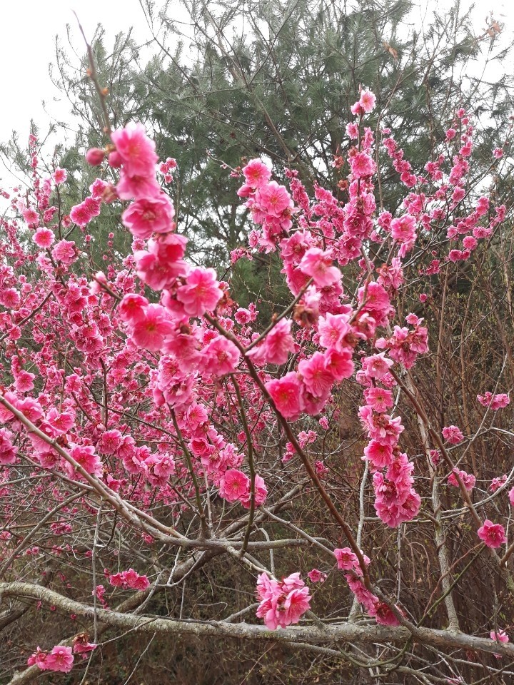 매화