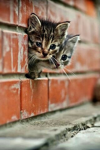 baby cats