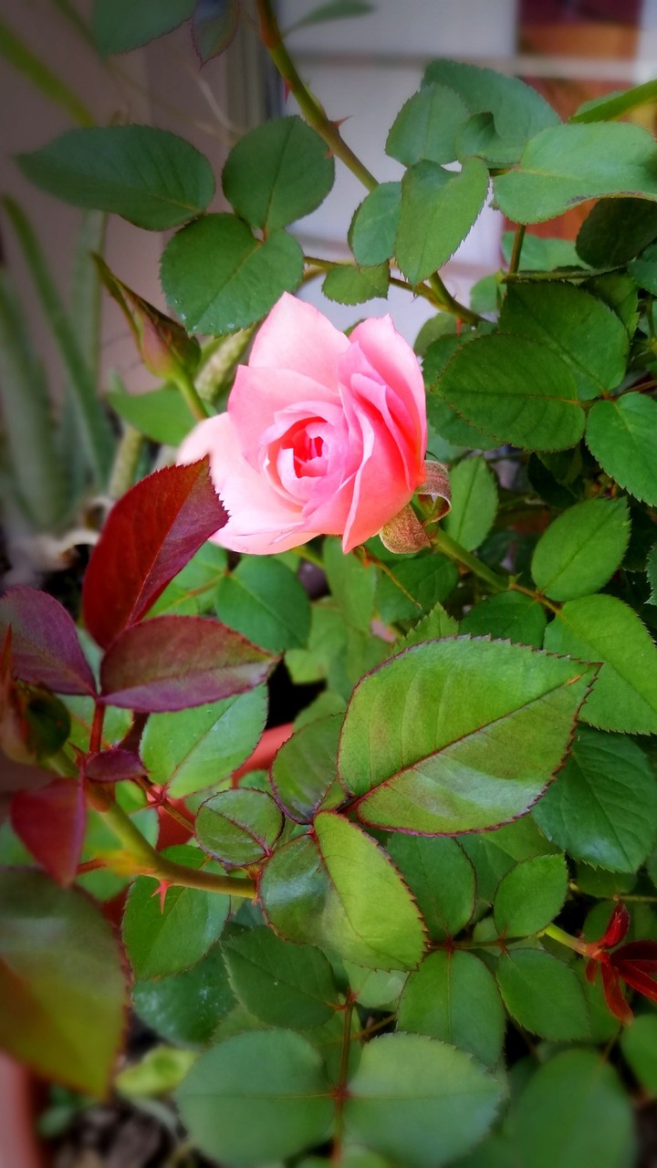 lonely rose