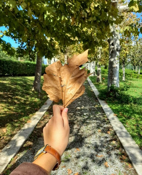 Fall