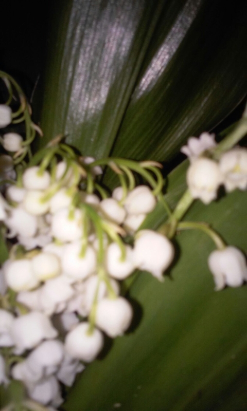 white flower