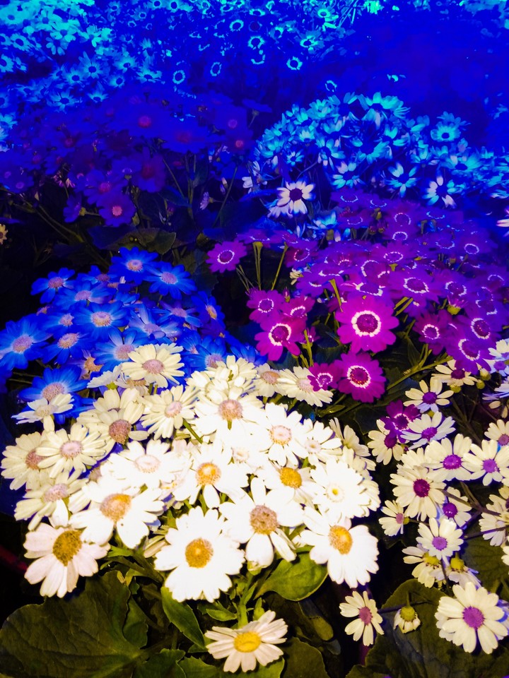 Beautiful Flowers