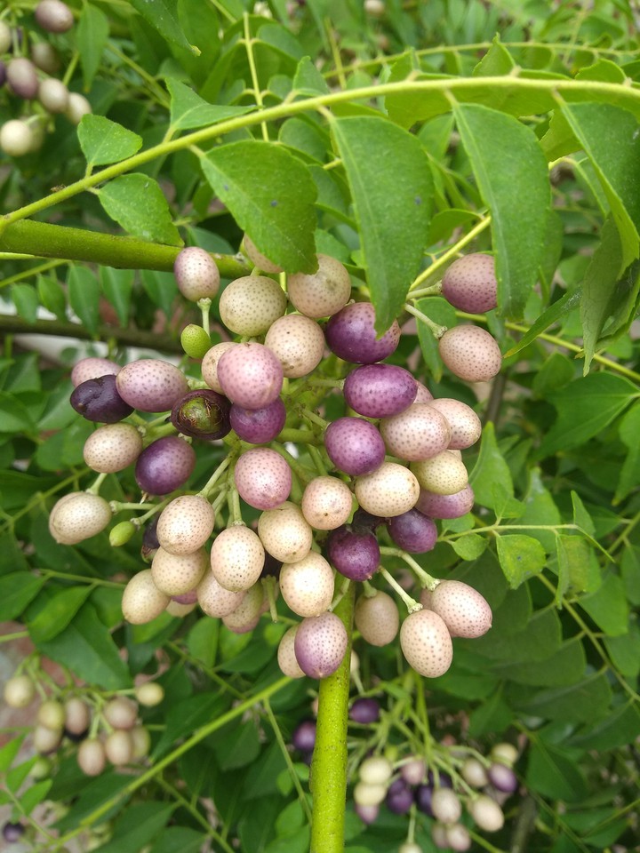 sweet neem