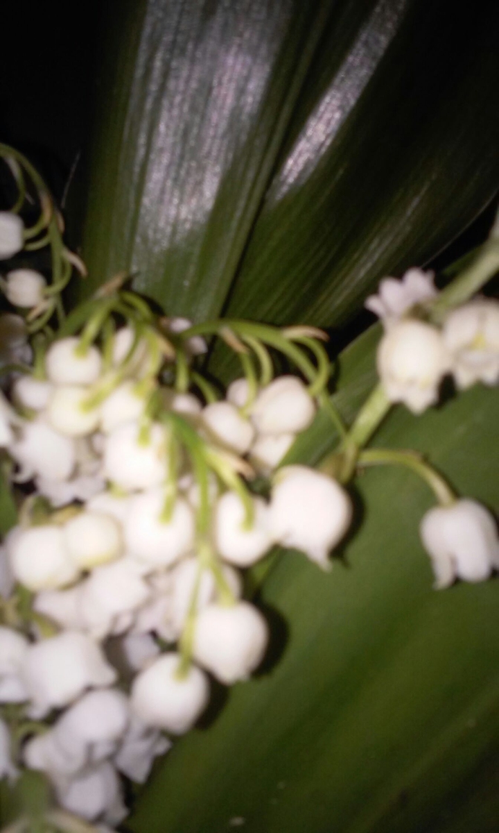white flower