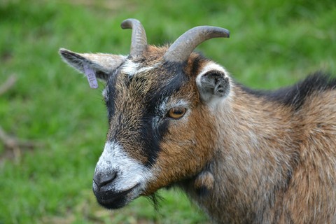 Billy