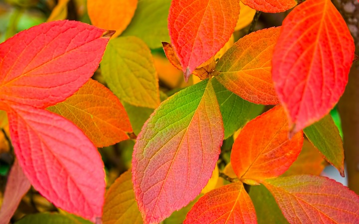 autumn color