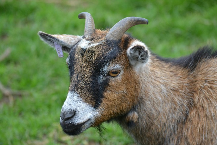 Billy 