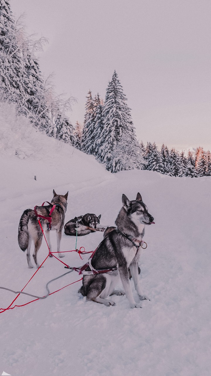 dogs