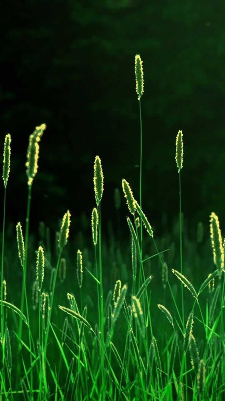 自然清新
