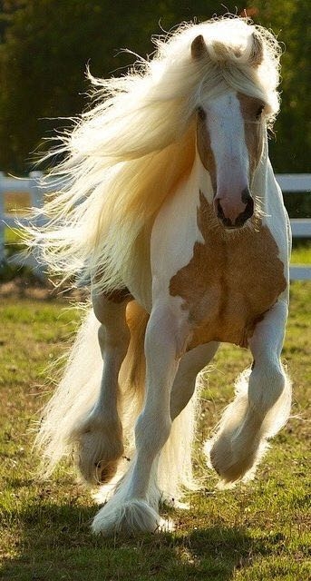 horse