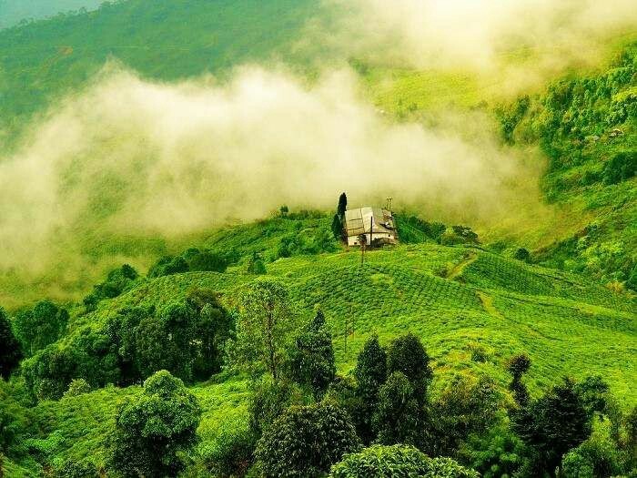 Tea garden