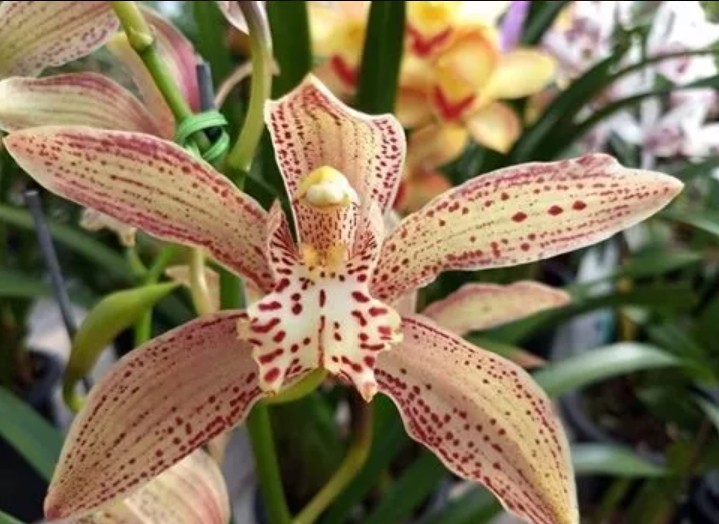 orquídea