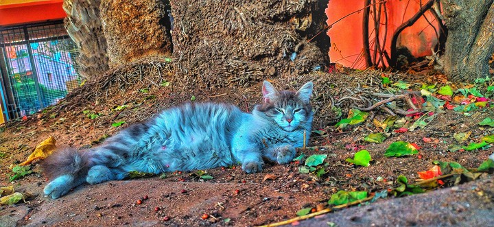 cat laying down