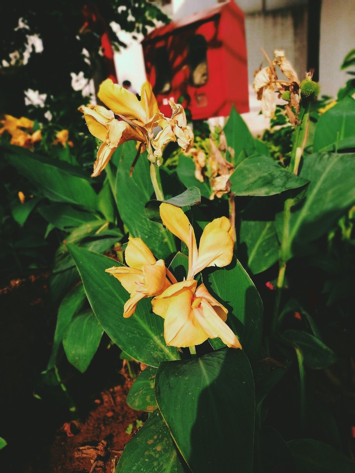 flowers, shot on honor 7x