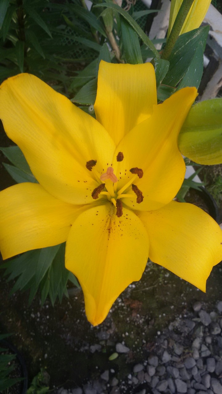 my flowers