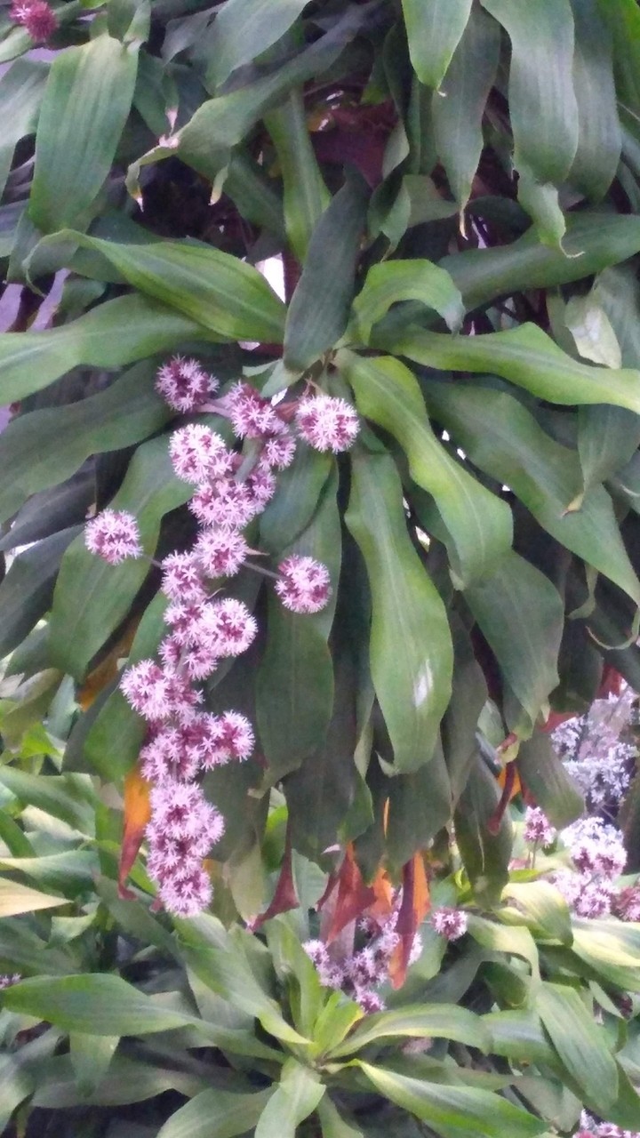 Flores do Brasil