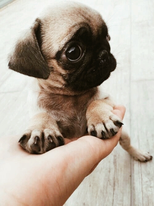 cute puppy