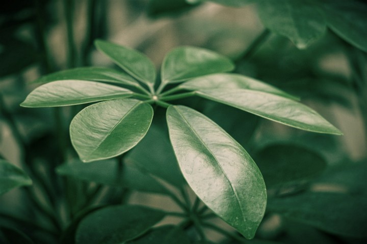 green life