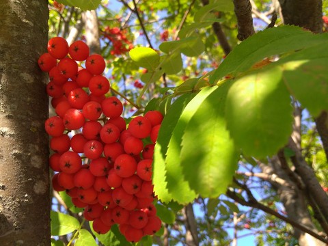 rowan, berry壁紙