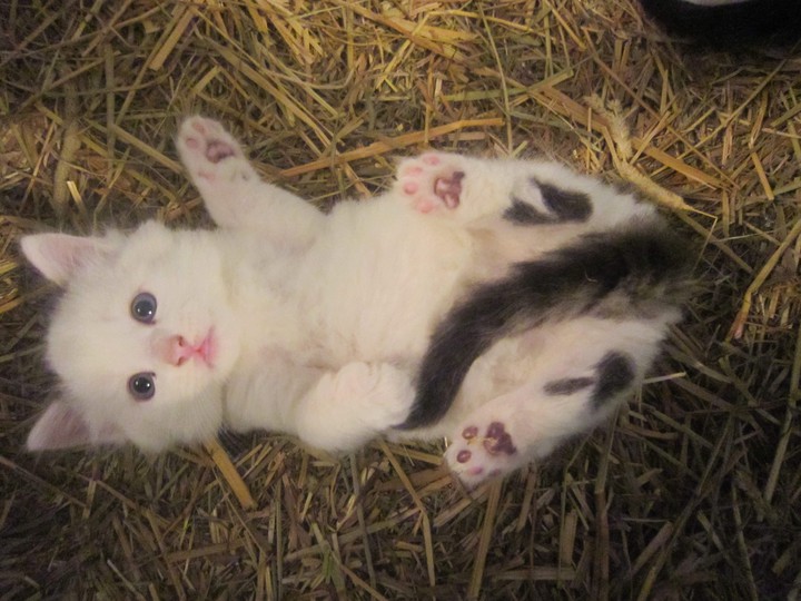 Kitten