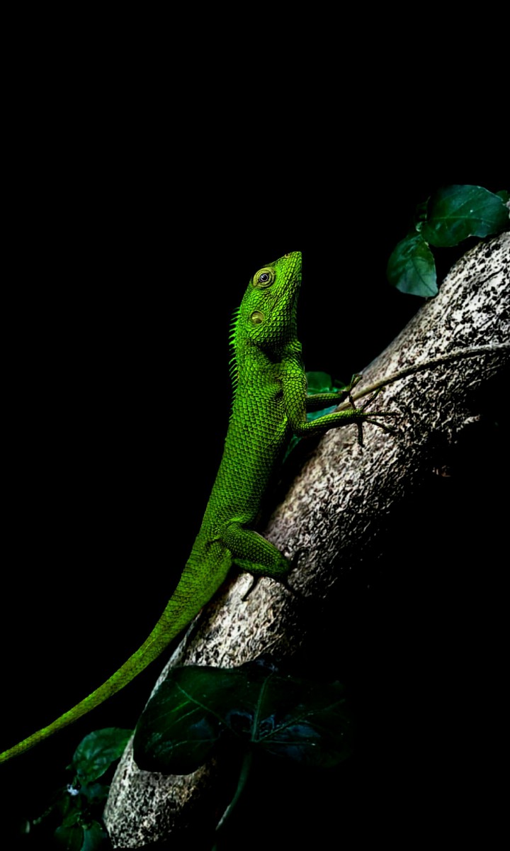 lizard